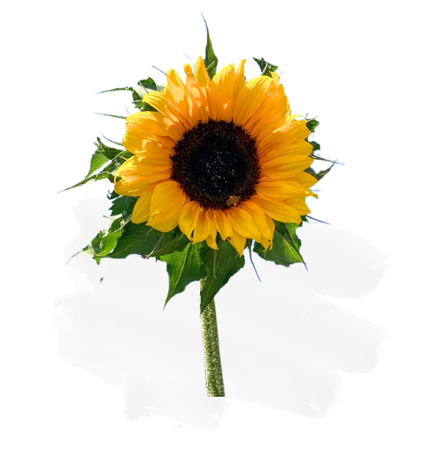 tournesol